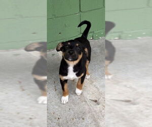 Catahoula Leopard Dog-Unknown Mix Dogs for adoption in Elmsford, NY, USA