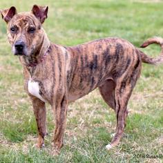 Rhodesian Ridgeback Dogs for adoption in Roanoke, VA, USA