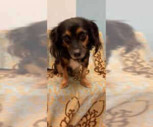 Medium Photo #1 Dachshund Puppy For Sale in Weston, FL, USA