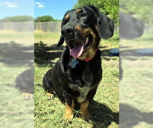 Basset Hound-German Shepherd Dog Mix Dogs for adoption in Deepwater, NJ, USA