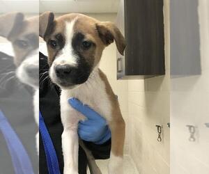 Pointer-Unknown Mix Dogs for adoption in Conroe, TX, USA
