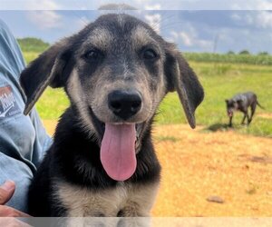 Mutt Dogs for adoption in Crossville, AL, USA