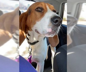 Treeing Walker Coonhound Dogs for adoption in Deepwater, NJ, USA