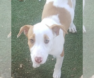 Bull Terrier Dogs for adoption in Carrollton, TX, USA