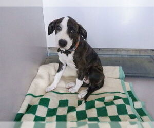 American Pit Bull Terrier-Unknown Mix Dogs for adoption in Oroville, CA, USA