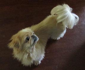 Medium Photo #1 Coonhound-Unknown Mix Puppy For Sale in Wakefield, RI, USA