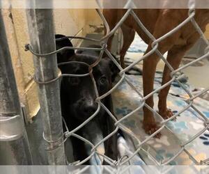 Miniature Pinscher-Unknown Mix Dogs for adoption in Tulsa, OK, USA