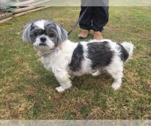 Shih Tzu Dogs for adoption in Grantville, PA, USA