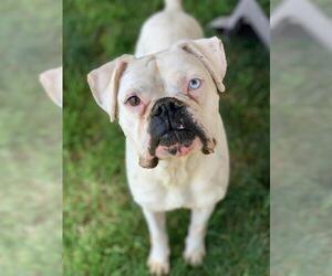 Boxer-Unknown Mix Dogs for adoption in Riverside, CA, USA