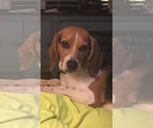 Beagle Dogs for adoption in Rural Hall, NC, USA