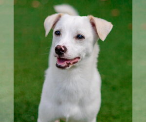 Chihuahua-Unknown Mix Dogs for adoption in Canton, CT, USA