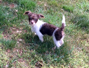 Medium Photo #1 Jack Chi Puppy For Sale in Winder, GA, USA