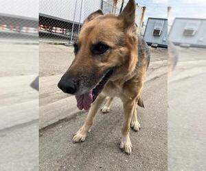 German Shepherd Dog Dogs for adoption in Stockton, CA, USA