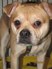 Ori-Pei Dogs for adoption in Conroe, TX, USA