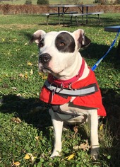 Medium Photo #1 Bull Terrier-Unknown Mix Puppy For Sale in Spotsylvania, VA, USA