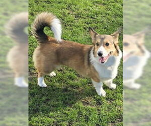 Pembroke Welsh Corgi Dogs for adoption in Muskegon, MI, USA