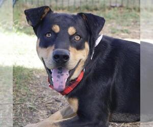 Rottweiler-Unknown Mix Dogs for adoption in San Antonio, TX, USA