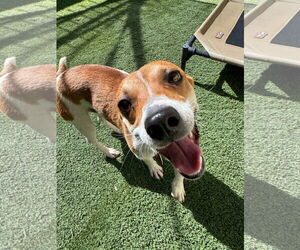 Jack Russell Terrier-Unknown Mix Dogs for adoption in Tempe , AZ, USA