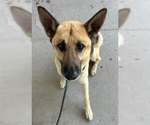 German Shepherd Dog Dogs for adoption in Bakersfield, CA, USA