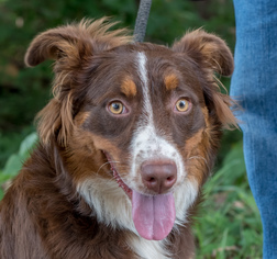 Border Collie Dogs for adoption in Clarkesville, GA, USA