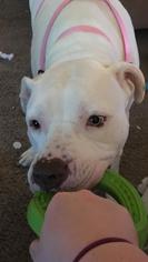 Bullypit Dogs for adoption in Tacoma, WA, USA