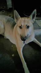 German Shepherd Dog-Unknown Mix Dogs for adoption in Tucson, AZ, USA