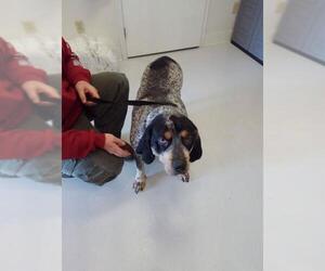 Bluetick Coonhound Dogs for adoption in Mt. Gilead, OH, USA