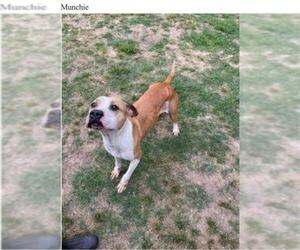 Bullboxer Pit Dogs for adoption in Chatham, VA, USA
