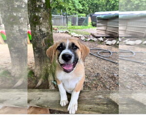 Great Pyrenees-Unknown Mix Dogs for adoption in Tracy City, TN, USA