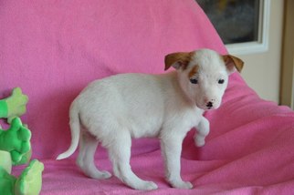 Medium Photo #1 Mutt Puppy For Sale in Brighton, TN, USA