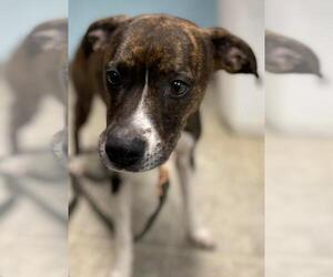 Boglen Terrier Dogs for adoption in Rustburg, VA, USA