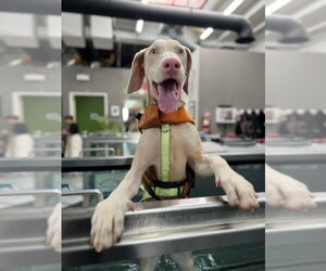 Medium Photo #4 Doberman Pinscher Puppy For Sale in W Hollywood, CA, USA