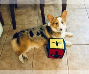 Pembroke Welsh Corgi Dogs for adoption in Pearland, TX, USA