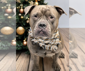 American Bulldog Dogs for adoption in Phoenix, AZ, USA