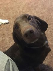 Medium Photo #1 Dachshund-Labrador Retriever Mix Puppy For Sale in Lewistown, PA, USA