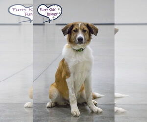 Collie-Unknown Mix Dogs for adoption in Lee's Summit, MO, USA