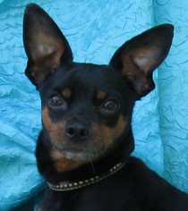 Miniature Pinscher Dogs for adoption in Cuba, NY, USA