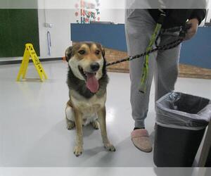 Australian Shepherd-Unknown Mix Dogs for adoption in Temple, TX, USA