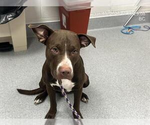 American Pit Bull Terrier Dogs for adoption in Ocala, FL, USA