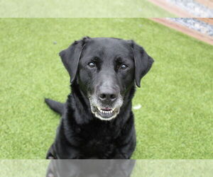 Labrador Retriever Dogs for adoption in Chestertown, MD, USA