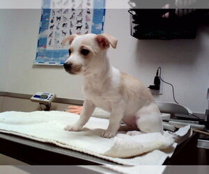 Mutt Dogs for adoption in Martinez, CA, USA