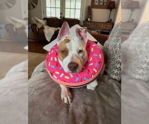 American Staffordshire Terrier Dogs for adoption in Holly Springs, NC, USA