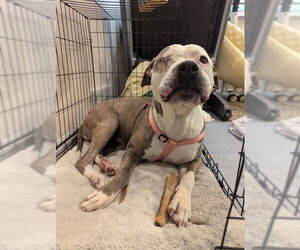 American Pit Bull Terrier Dogs for adoption in Ogden, UT, USA