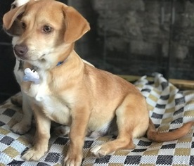Beagi Dogs for adoption in Cary, NC, USA