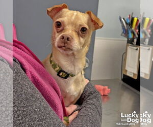 Chihuahua-Unknown Mix Dogs for adoption in Washington, DC, USA