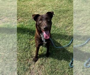 Labrador Retriever-Unknown Mix Dogs for adoption in Corpus Christi, TX, USA