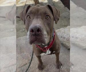 Mutt Dogs for adoption in Las Vegas, NV, USA