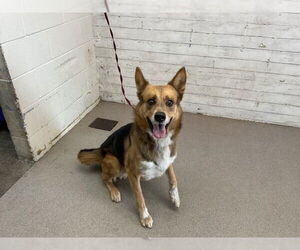 German Shepherd Dog-Unknown Mix Dogs for adoption in San Bernardino, CA, USA