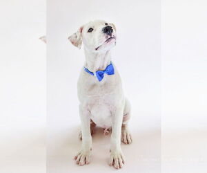 American Pit Bull Terrier-Labrador Retriever Mix Dogs for adoption in The Woodlands, TX, USA