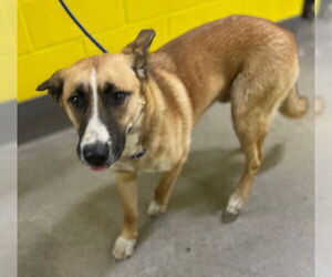German Shepherd Dog-Unknown Mix Dogs for adoption in Forestville, MD, USA